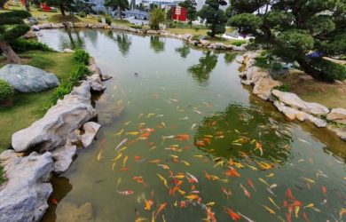 Hồ cá Koi tại vườn Nhật khu đô thị Vinhomes Smart City