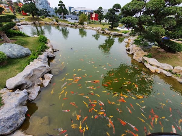 Hồ cá Koi tại vườn Nhật khu đô thị Vinhomes Smart City